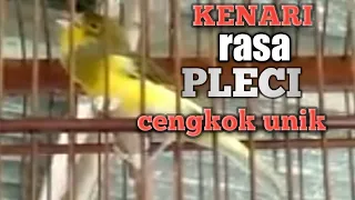kenari gacor isian pleci cengkok mewah