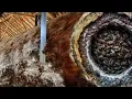 Download Lagu Terrifying The Largest Wood in Sydney, Machines Extreme Log Processing in Action