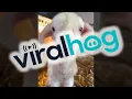 Download Lagu Pasgeboren lammetje is klaar voor een feestje || ViralHog