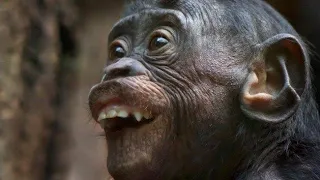 cheka tu comedy tanzania arwatani miguu ya bata