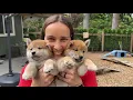 Lagu Shiba Inu adorable puppy overload -Pick of the litter