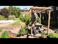 Growing Hardy Kiwis possibly the best fruit for cold climates