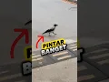 Download Lagu BURUNG GAGAK INI PINTAR BANGET