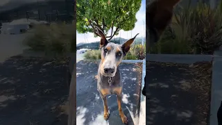 #fyp #dream #doberman #pets #youtube