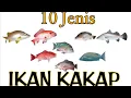 10 jenis Nama ikan KAKAP