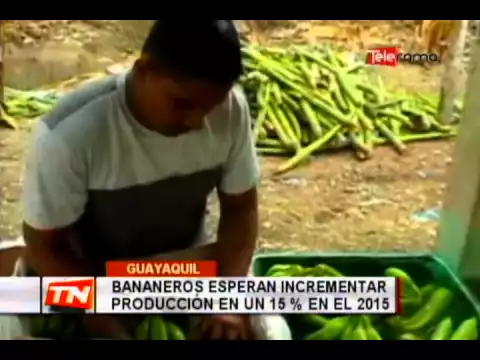 Bananeros esperan incrementar producción en un 15% en el 2015