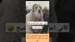 يشبة من الخروخ شيخ الاغنام    ضحك                    دندنها