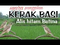 Download Lagu KERAK BASI ALIS HITAM BETINA MEMANGGIL JANTAN !!!