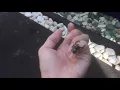 BIGGEST jumping spider in asia species hyllus giganteus