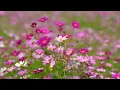 [Modern Fado] 아, 가을은 사랑이네 | Ah, Love Is Autumn | 가을이 천천히 익어갈 때 | 따스한 힐링 음악
