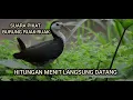 Download Lagu SUARA PIKAT BURUNG RUAK-RUAK TERBARU PALING AMPUH || LISTIYONO TENAN