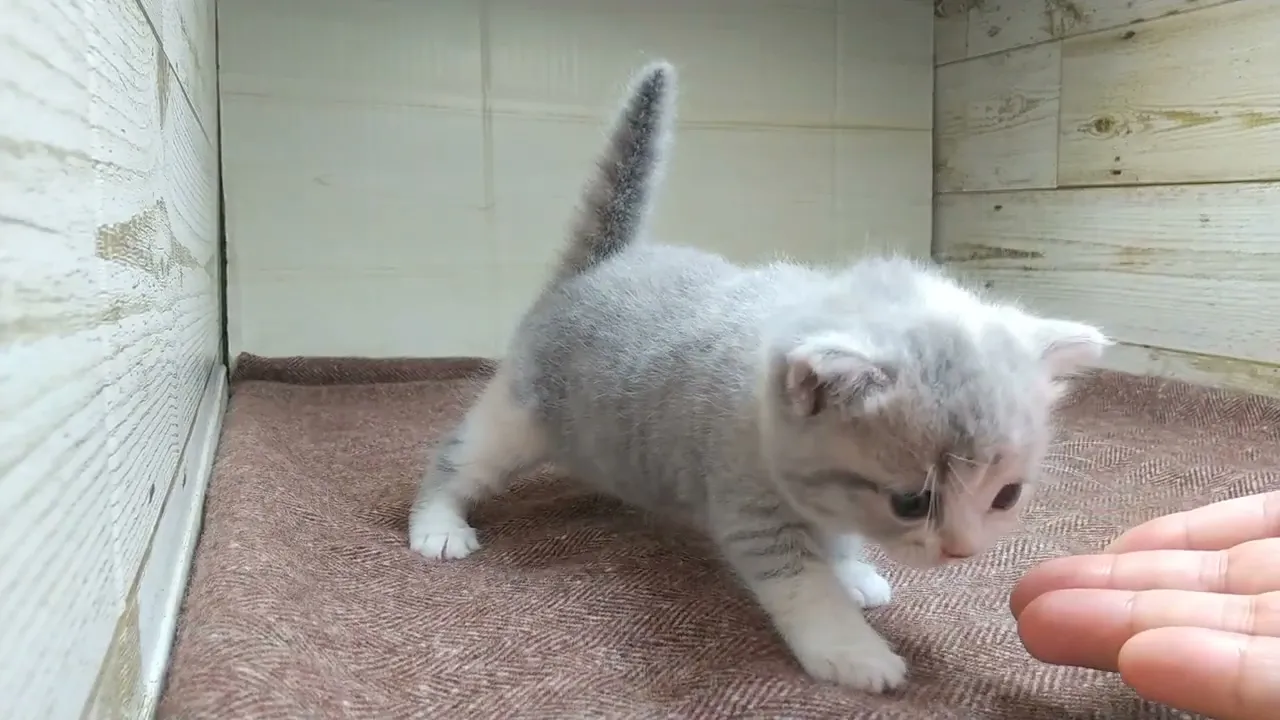 動画