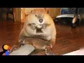Rescue Beaver Loves Building Dams In His House - JUSTIN BEAVER The Dodo