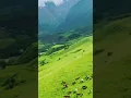 Download Lagu Beautiful Horse with Music by Sergey Grischuk #3 #short