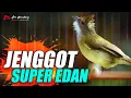 Download Lagu MASTERAN CUCAK JENGGOT GACOR SUPER MBESET