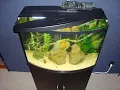 Top Fin 36 Gallon Bowfront Aquarium 3 Month Review a Game-Changer Lid Mod