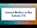 Top 10 Animal Shelters in San Antonio TX