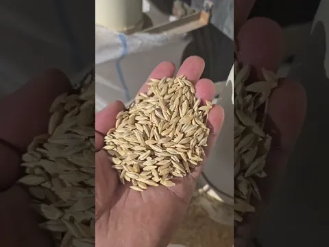 Arpa urug‘ini tozalash ishlari Dexqonobodda davom etmoqda
