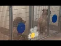 DeKalb County launching pet litter registry