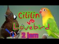 Download Lagu KICAU CILILIN vs LOVEBIRD JERNIH DURASI PANJANG MASTERAN MURAI BATU