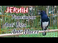 Download Lagu Pancingan kacer anti bisu anti macet, Gacor setiap hari