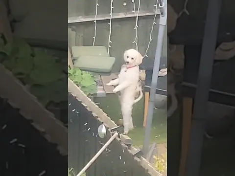 Animais que já nem escondem que são Skinwalkers #humor