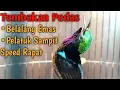 Lagu Masteran / Pancingan Kolibri Ninja (KoNin) Tembakan Pedas BELALANG EMAS \u0026 PELATUK SAMPIT Full Power
