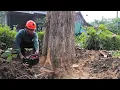 Download Lagu Eén boom..!! Oude Indonesische teakboom met goede vezels