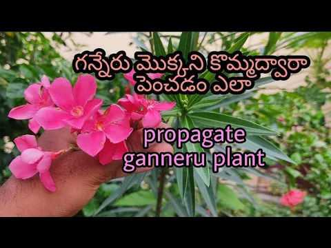 Download MP3 propagate ganneru Mokka🌸🌸/గన్నేరు మొక్క ని కొమ్మలతో ఎలా పెంచాలి