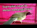 Download Lagu pikat suara cucak ijo Medan kepala kuning bikin lawan yaut..