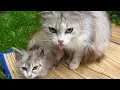 Download Lagu Mother cat meow and hisses at me