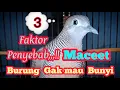 Lagu Tiga Faktor Burung Macet Gak mau Bunyi @MangoenDjoyoChannel