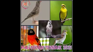 Download MASTERAN KICAU BURUNG FINCH... AUTO GACOR DOR DOR DOR!!! MP3