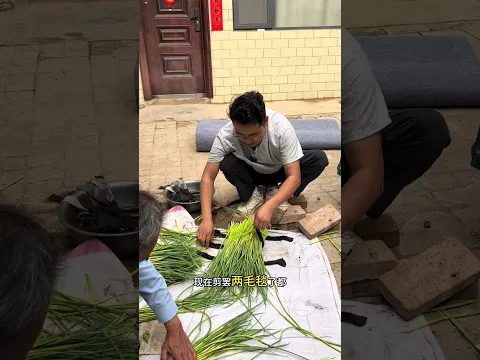 Today’s garlic sprouts are selling for a lot of money. Let’s all learn to order them. Haha. Trim