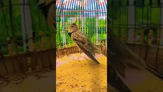 Mushadi Jal Non Stop Singing 