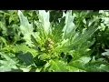 Lagu Rode Ganzenvoet (Chenopodium rubrum syn.: Oxybasis rubra) - 2014-08-14