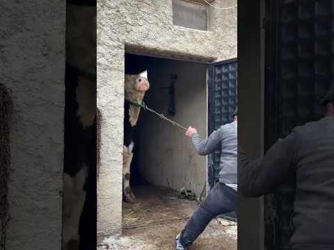 SİMENTAL BOĞAYI AHIRDAN ÇEKİP CIKARMAYA ÇALIŞAN ADAM
