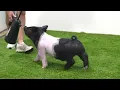 Flatland Showpigs TNSS Pig Sale XB 7-1