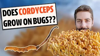 Does Cordyceps Actually Grow On Bugs? Know The Difference