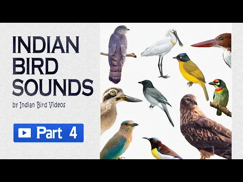 Download MP3 Indian Bird Sounds - Part 4(HD sound and video ) #indian_birds #indian_bird_sounds #bird_calls