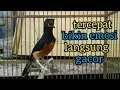 Download Lagu murai betina | murai batu betina memanggil jantan terapi TERCEPAT bikin murai langsung emosi gacor❕❕