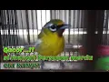 Suara Burung Ciu Kunyit / ciu kecil