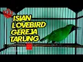 Lagu SUARA CUCAK IJO FULL ISIAN MEWAH  CERECETAN GEREJA LOVEBIRD