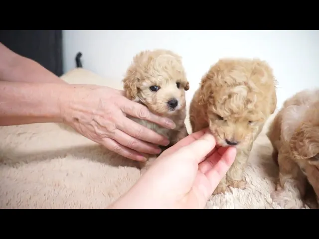 動画