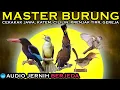 Download Lagu MASTER BURUNG JERNIH BERJEDA | Cekakak Jawa katem cililin prenjak gereja
