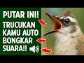 Lagu Masteran trucukan gacor ngalas tarung ropel paling bagus untuk pancingan trucukan agar bunyi nyaut