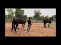 big horse mating animal mating