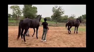 big horse mating animal mating