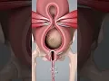 How a Baby Is Born | 3D Animation of the Birth Process 👶✨