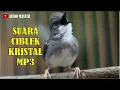 Download Lagu SUARA CIBLEK KRISTAL MP3 UNTUK PIKAT